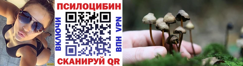 блэк спрут как войти Губкин Псилоцибиновые грибы Cubensis